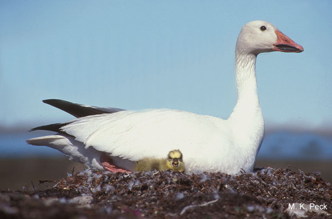 Photo (18): Snow Goose