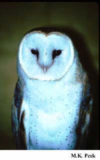 Photo (9): Barn Owl