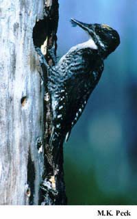 Photo (3): American Three-toed Woodpecker