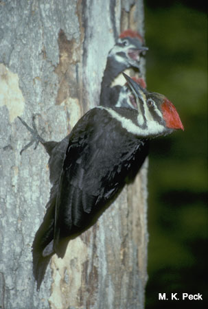 Photo (5): Pileated Woodpecker