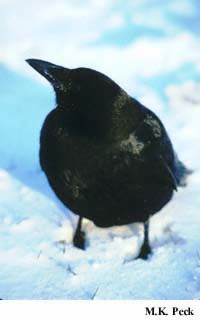 Photo (4): American Crow
