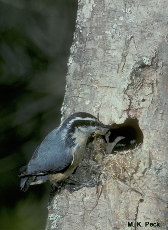 Photo (10): Red-breasted Nuthatch