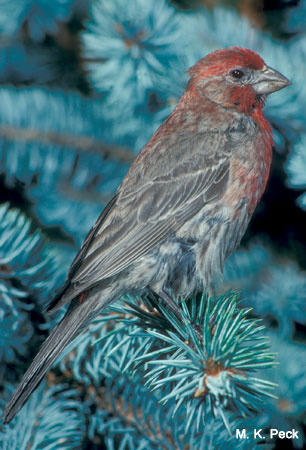 Photo (10): House Finch