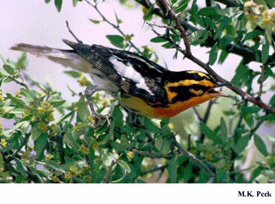 Photo (17): Blackburnian Warbler