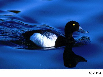 Photo (13): Greater Scaup