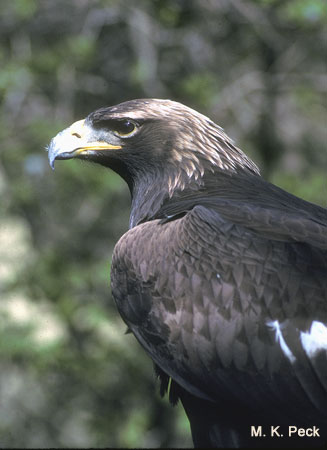 Photo (5): Golden Eagle