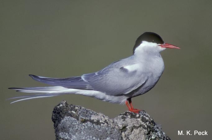 Photo (11): Arctic Tern