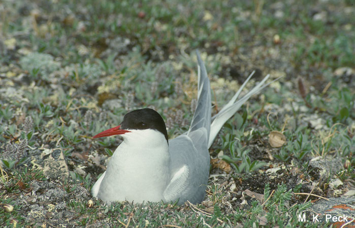 Photo (17): Arctic Tern