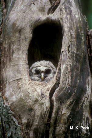 Photo (12): Barred Owl