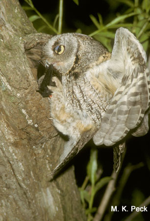 Photo (7): Eastern Screech-Owl