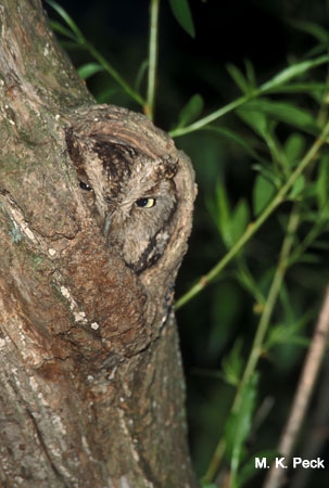 Photo (8): Eastern Screech-Owl