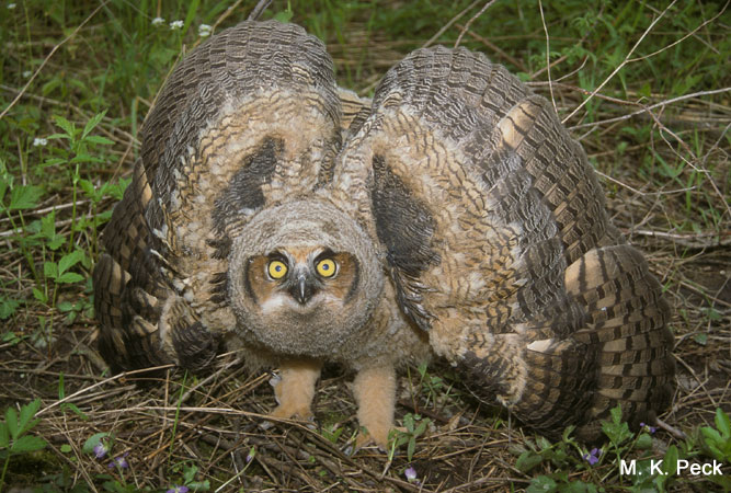 Photo (16): Great Horned Owl