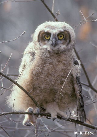 Photo (22): Great Horned Owl