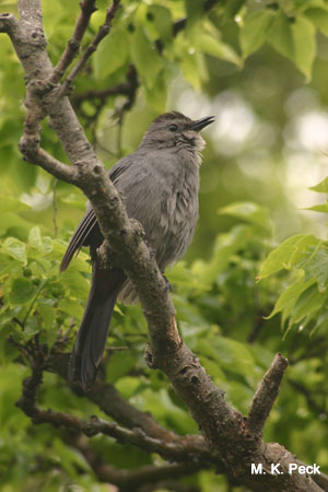 Photo (11): Gray Catbird