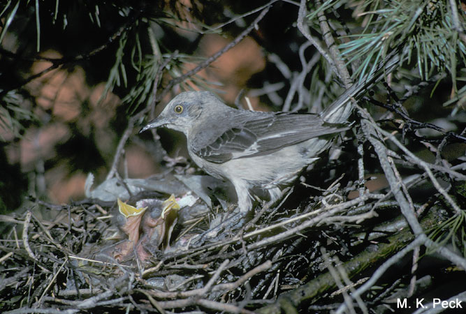 Photo (21): Northern Mockingbird