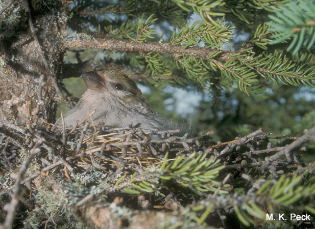Photo (16): Pine Grosbeak