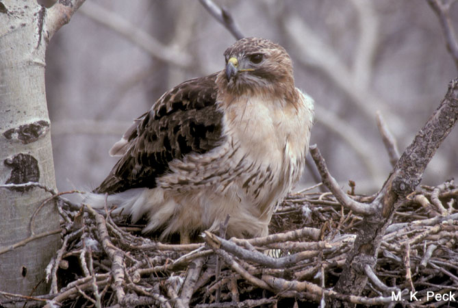 Photo (23): Red-tailed Hawk
