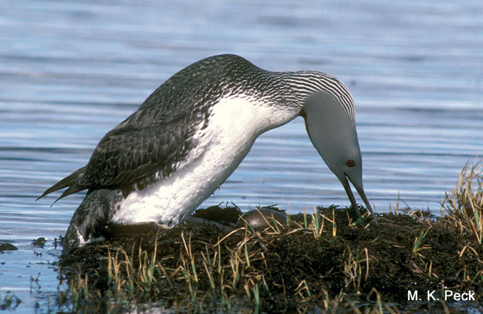 Photo (5): Red-throated Loon