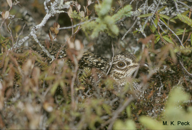 Photo (9): Sharp-tailed Grouse
