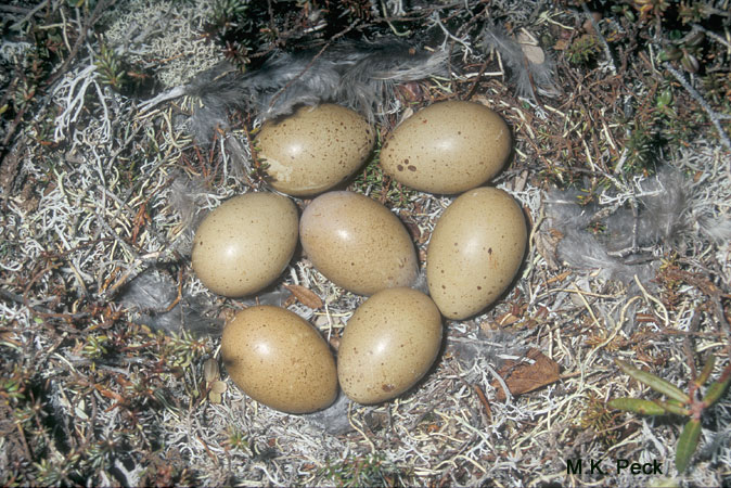 Photo (13): Sharp-tailed Grouse