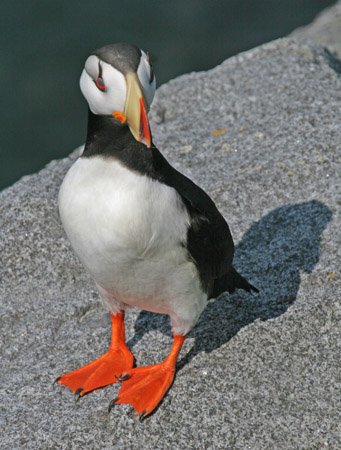 Photo (5): Horned Puffin