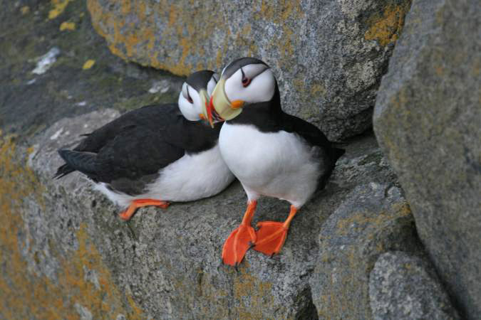 Photo (3): Horned Puffin