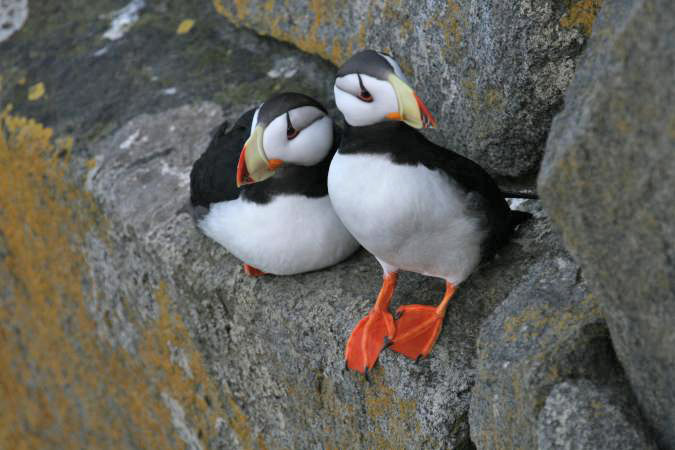 Photo (1): Horned Puffin