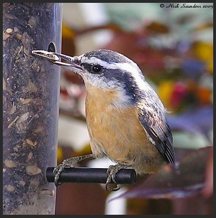 Photo (9): Red-breasted Nuthatch