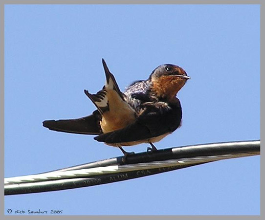 Photo (8): Barn Swallow