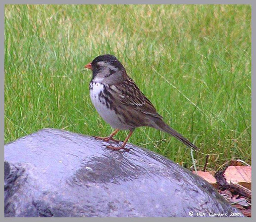 Photo (3): Harris's Sparrow