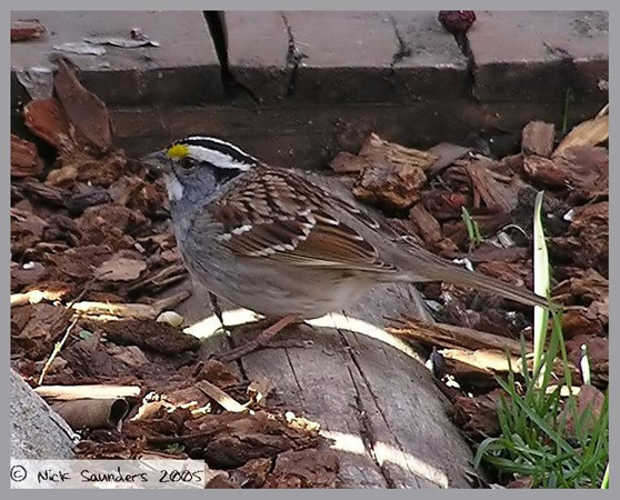 Photo (19): White-throated Sparrow