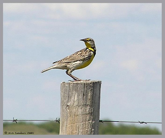 Photo (5): Western Meadowlark