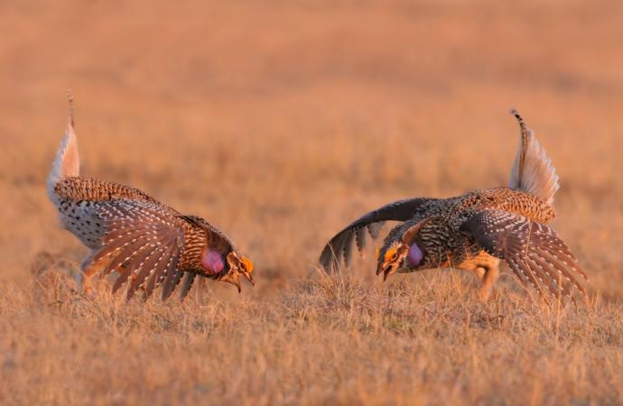 Photo (3): Sharp-tailed Grouse