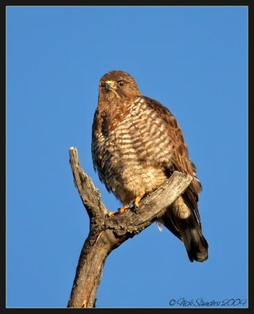 Photo (3): Broad-winged Hawk
