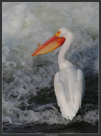 Photo (10): American White Pelican