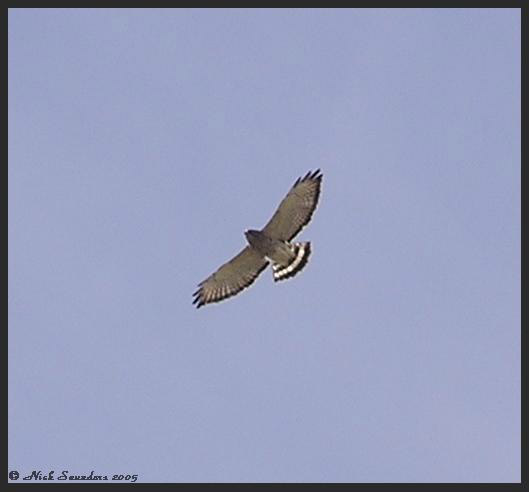 Photo (9): Broad-winged Hawk