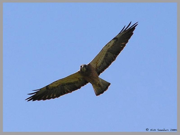 Photo (9): Swainson's Hawk