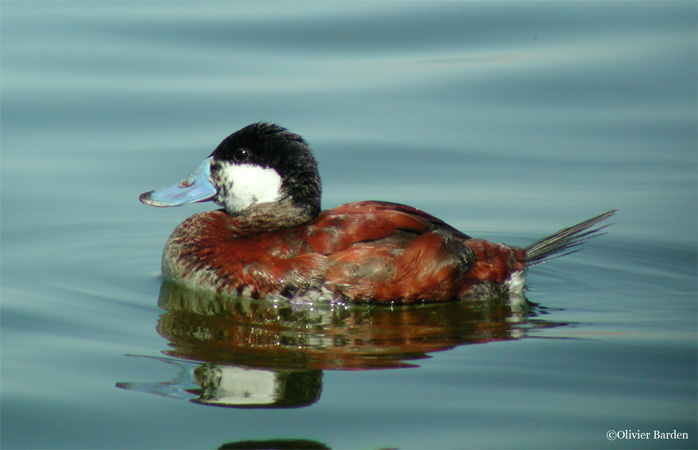 Photo (2): Ruddy Duck