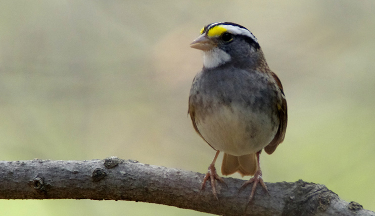 Photo (10): White-throated Sparrow
