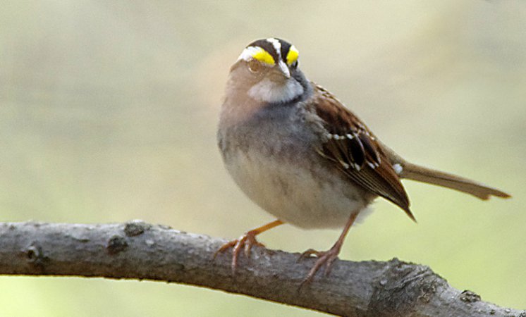 Photo (11): White-throated Sparrow