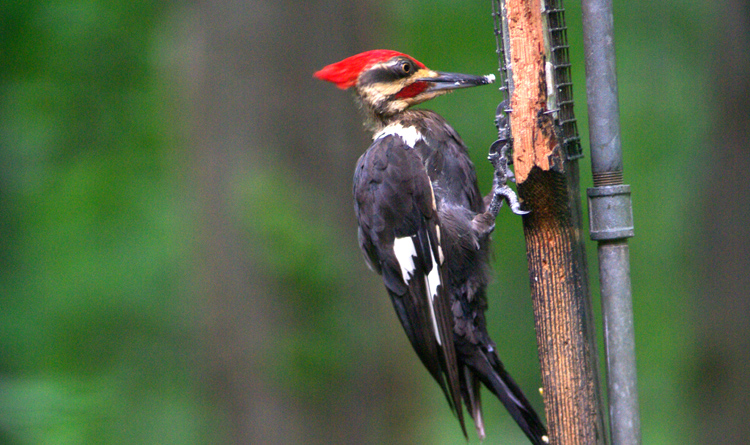 Photo (8): Pileated Woodpecker