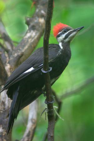 Photo (11): Pileated Woodpecker