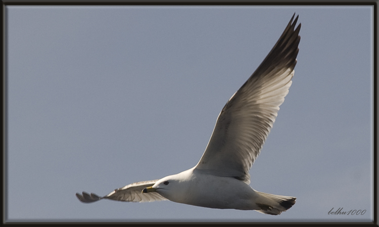 Photo (2): Ring-billed Gull