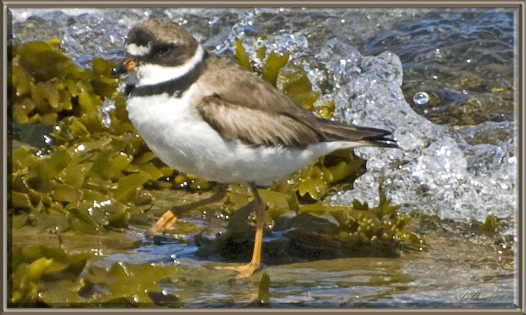 Photo (8): Semipalmated Plover