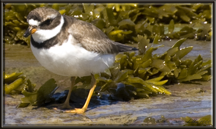 Photo (6): Semipalmated Plover
