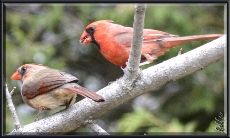 Photo (17): Northern Cardinal