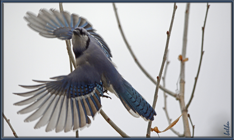 Photo (3): Blue Jay