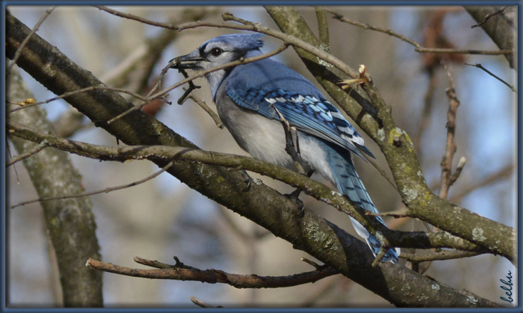Photo (5): Blue Jay