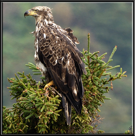 Photo (17): Bald Eagle
