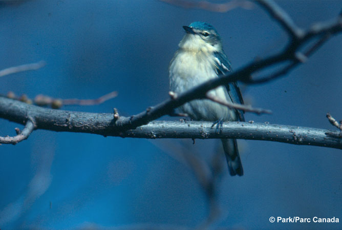 Photo (8): Cerulean Warbler